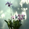 Laelia wrigley (Guarianthe bowringiana x l. anceps)